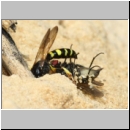 Crabro peltarius - Grabwespe w18e 11mm beim Nesteintrag - Sandgrube Niedringhaussee.jpg